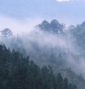   (  ,  ). / Morning mist (Bi Doup mountains, Dalat plateau).