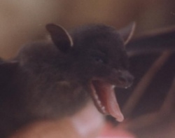 Blanford's fruit bat; photo: A. Borissenko