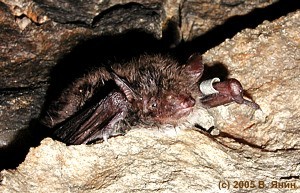     "" /  Pond bat in the "Icy-Cave" mine.