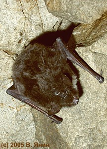   / Hibernating pond bat.