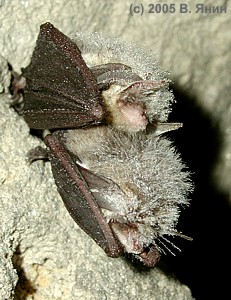    / Maiting common long-eared bats.