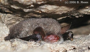    / Hibernating Natterer's bat.
