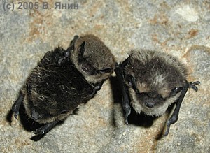      / Barndt's and two northern bats.