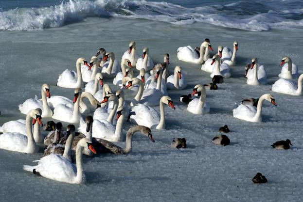 Mute Swans at Caspian Sea Shore