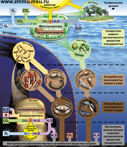Реферат: Живые организмы мирового океана: детритофаги и редуценты